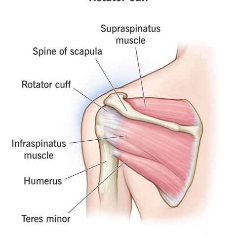 Rotator Loop Rotator Cuff Injuries - Kamloops Physiotherapy