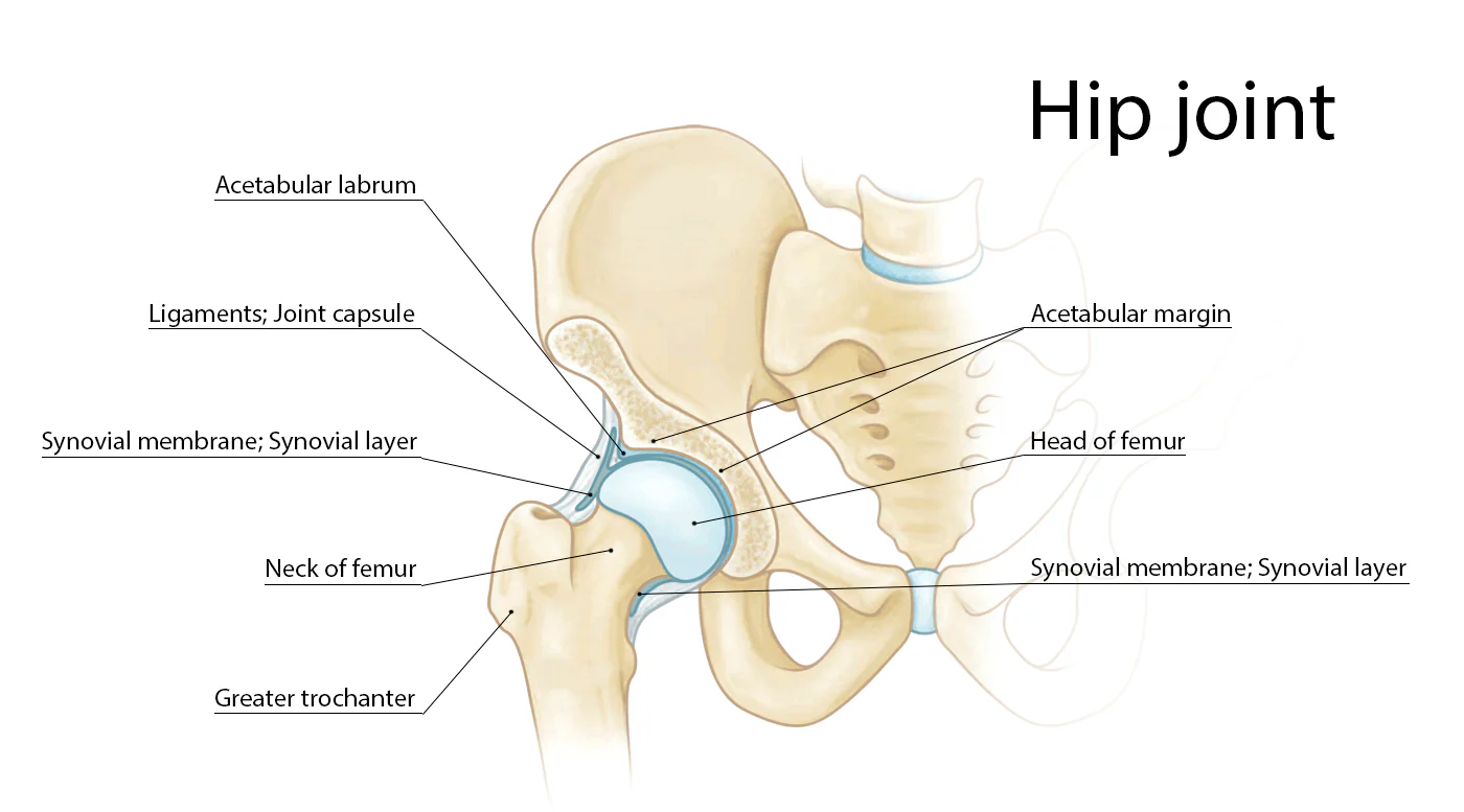 Hip Labrum